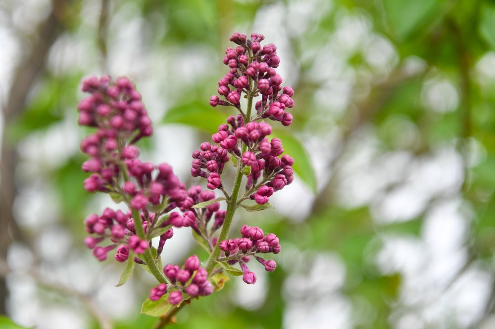 Мосприрода запустит цикл онлайн-лекций