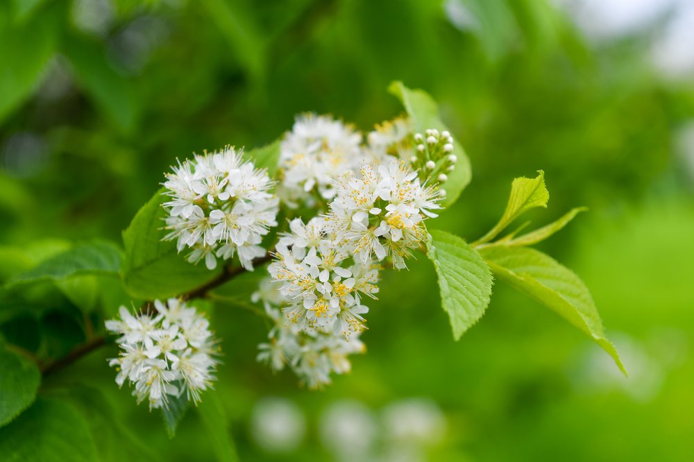 Пыльцевой дождь начался в Москве