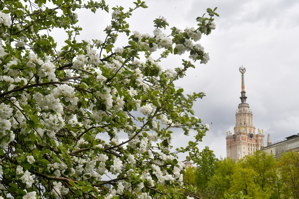Последовательность цветения растений нарушилась в Москве