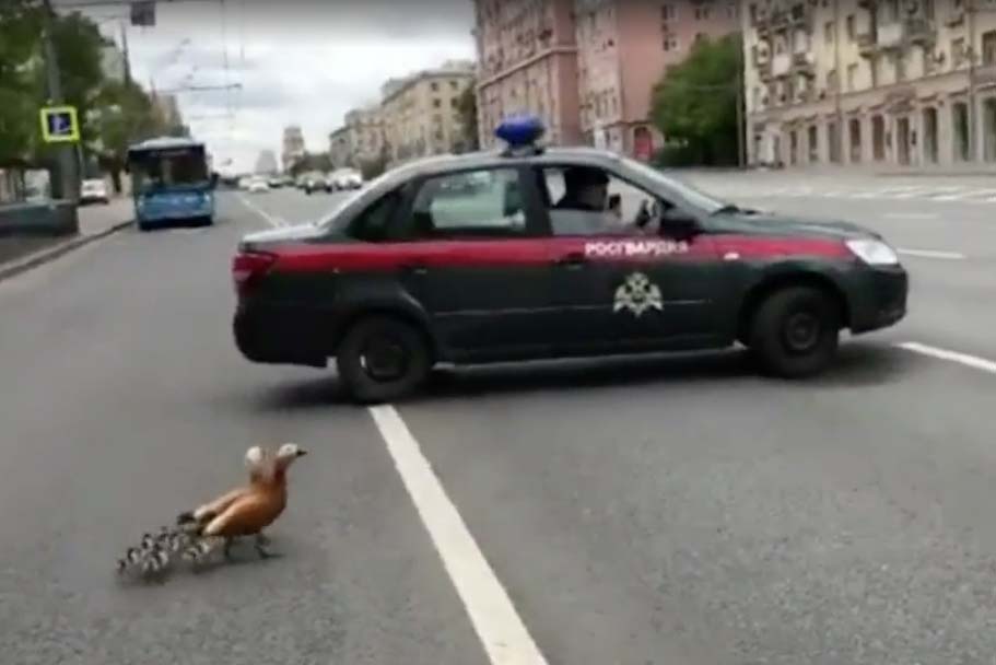 Росгвардейцы перевели утиное семейство через дорогу в Москве