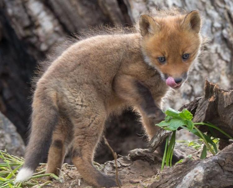 На юге и юго-востоке Москвы несколько выводков лисят уже обучаются охоте