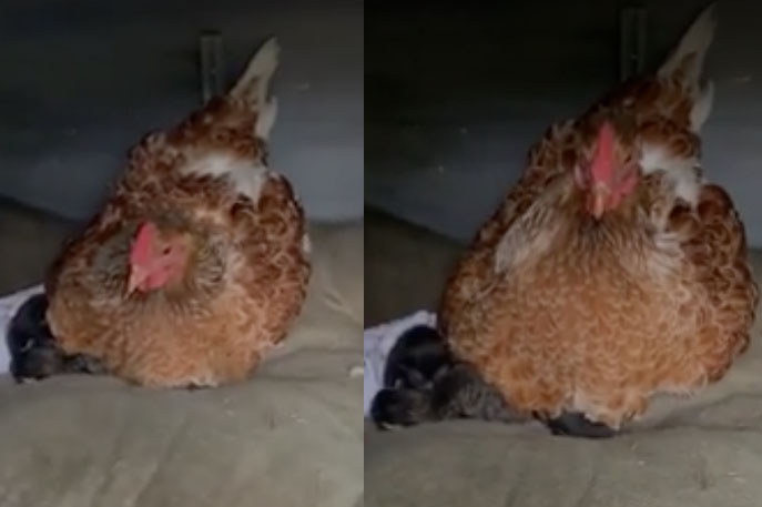 Заботливая курица согрела котят и растрогала Сеть