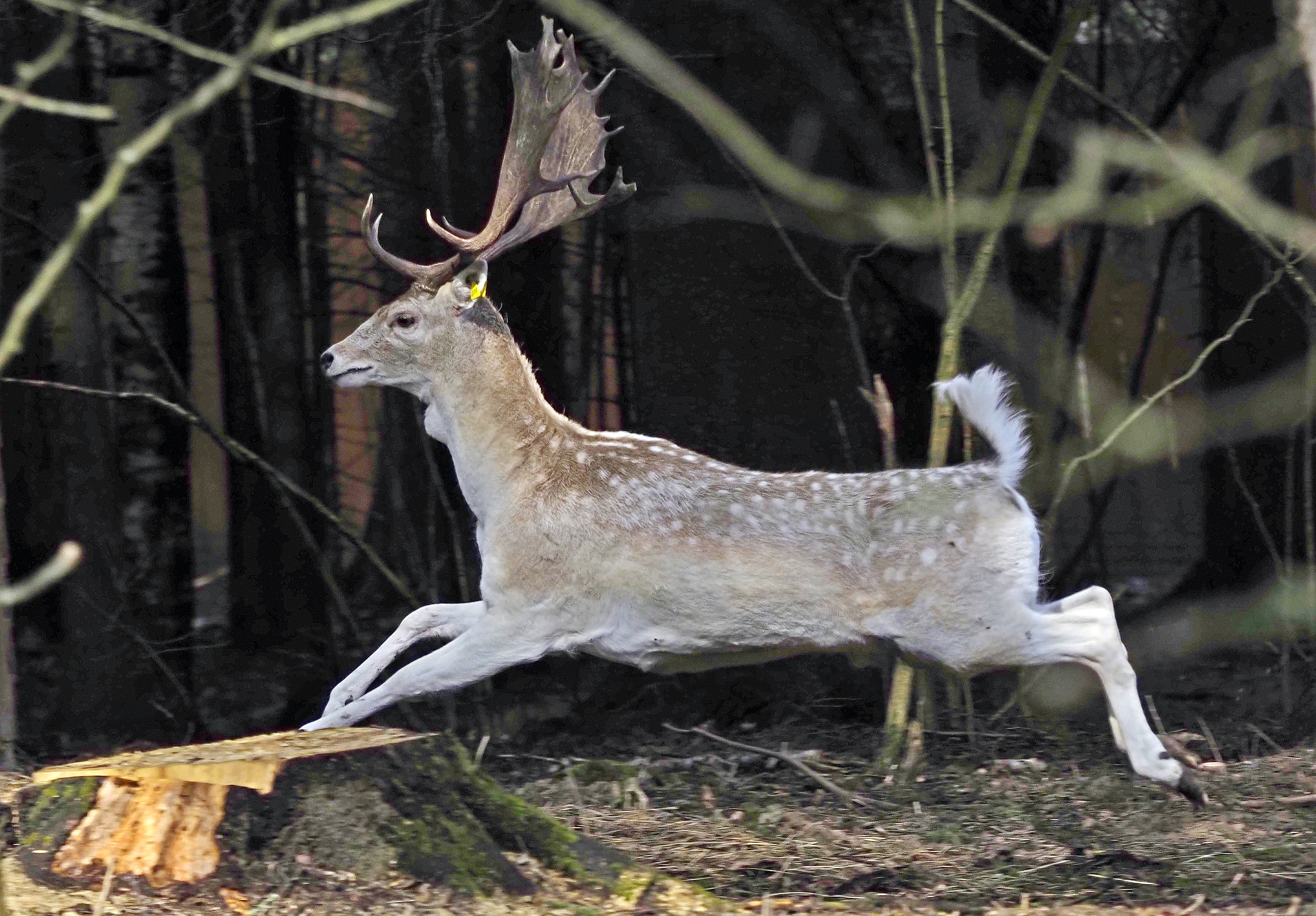 Лань по кличке Яша на территории Крюковского лесопарка