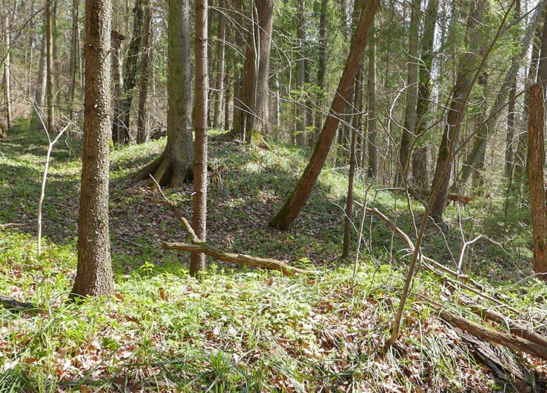 Курган вятичей в ТиНАО