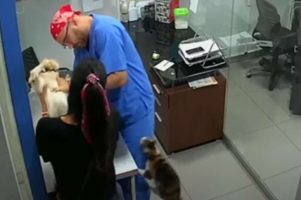 Кот напал на ветеринара, чтобы спасти собаку от прививки