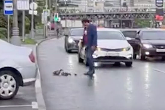 Таксист помог утиному семейству перейти дорогу на Пресненской набережной