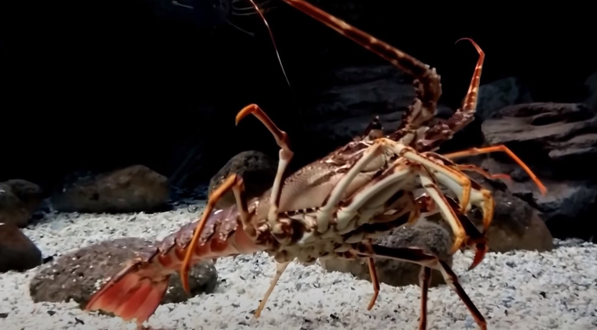 Названы самые шумные животные на Земле