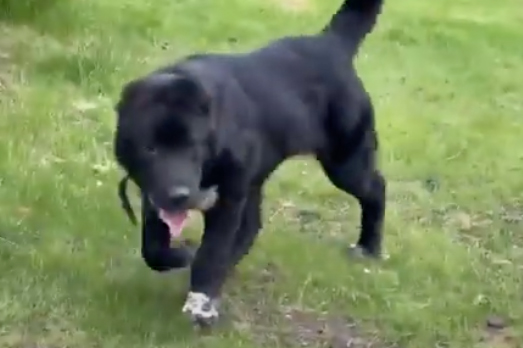 Просидевшего месяц в багажнике машины алабая спасли в Зеленограде