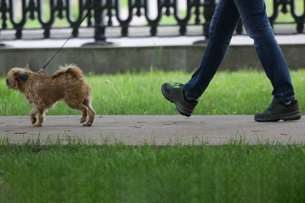 Владельцам собак посоветовали снизить физическую нагрузку для питомцев в жару