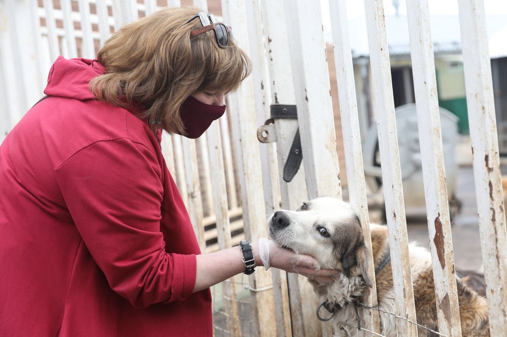 Москвичам рассказали о работе столичных приютов для животных