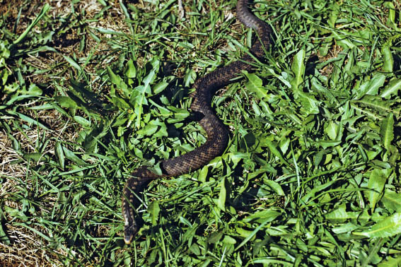 Герпетолог развеял миф об агрессивных гадюках в Подмосковье