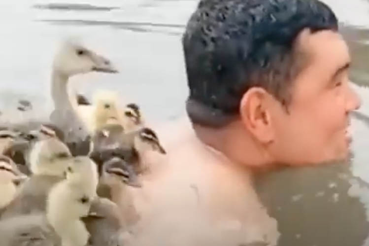 Утята приняли плавающего мужчину за маму и рассмешили Сеть