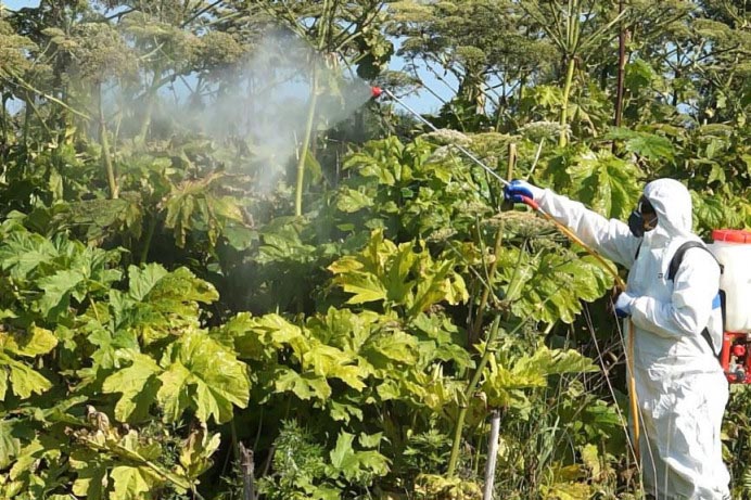 Эксперт рассказала, как можно избавиться от борщевика