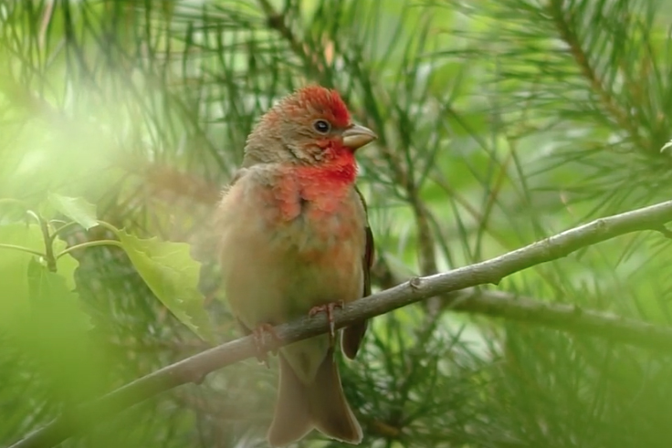 Сладкие трели пернатых. Перелетные птицы начали выводить потомство