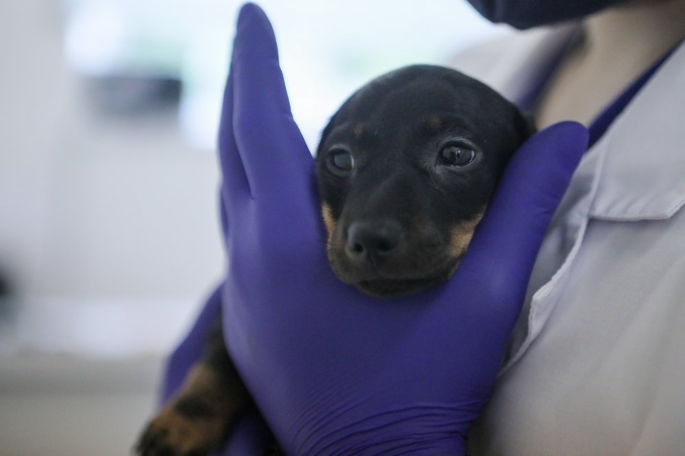 Кинолог заявил о способности собак учуять коронавирус по запаху