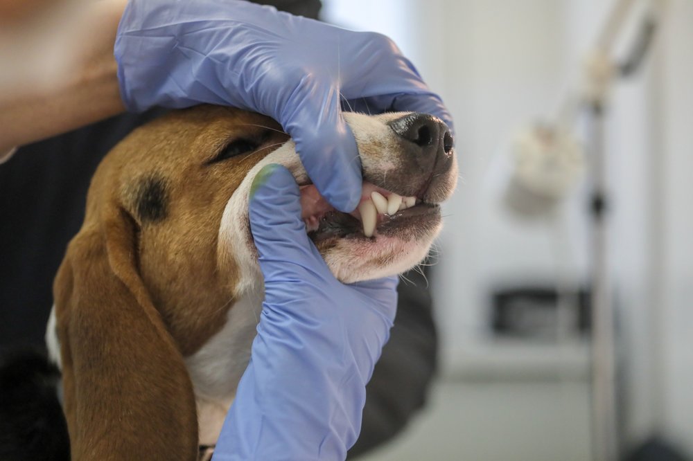 Карантин по бешенству ввели до 9 апреля в поселении Сосенском