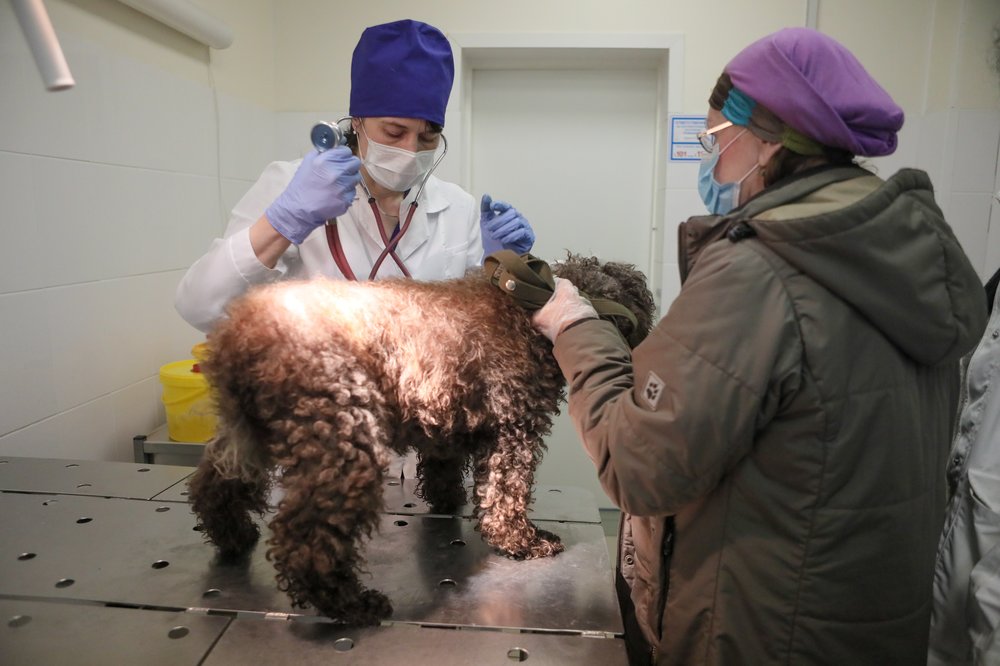 Ветклиники Подмосковья будут работать в обычном режиме с 28 октября по 7 ноября