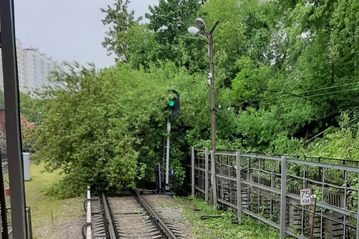 Движение поездов прекращено на Филевской линии метро из-за дерева на путях