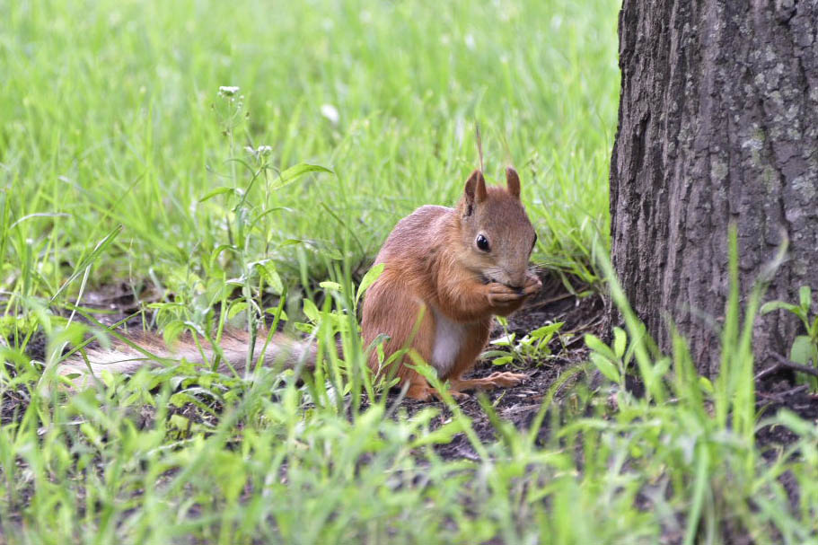 Специалисты объяснили, чем нельзя кормить белок в парках