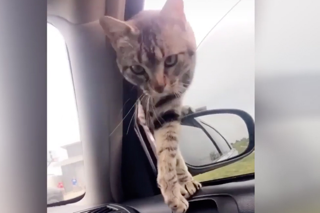 Бездомный кот обрел хозяев благодаря упрямству и покорил Сеть