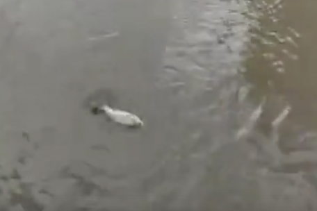 После ливней в лужах Благовещенска появились живые караси