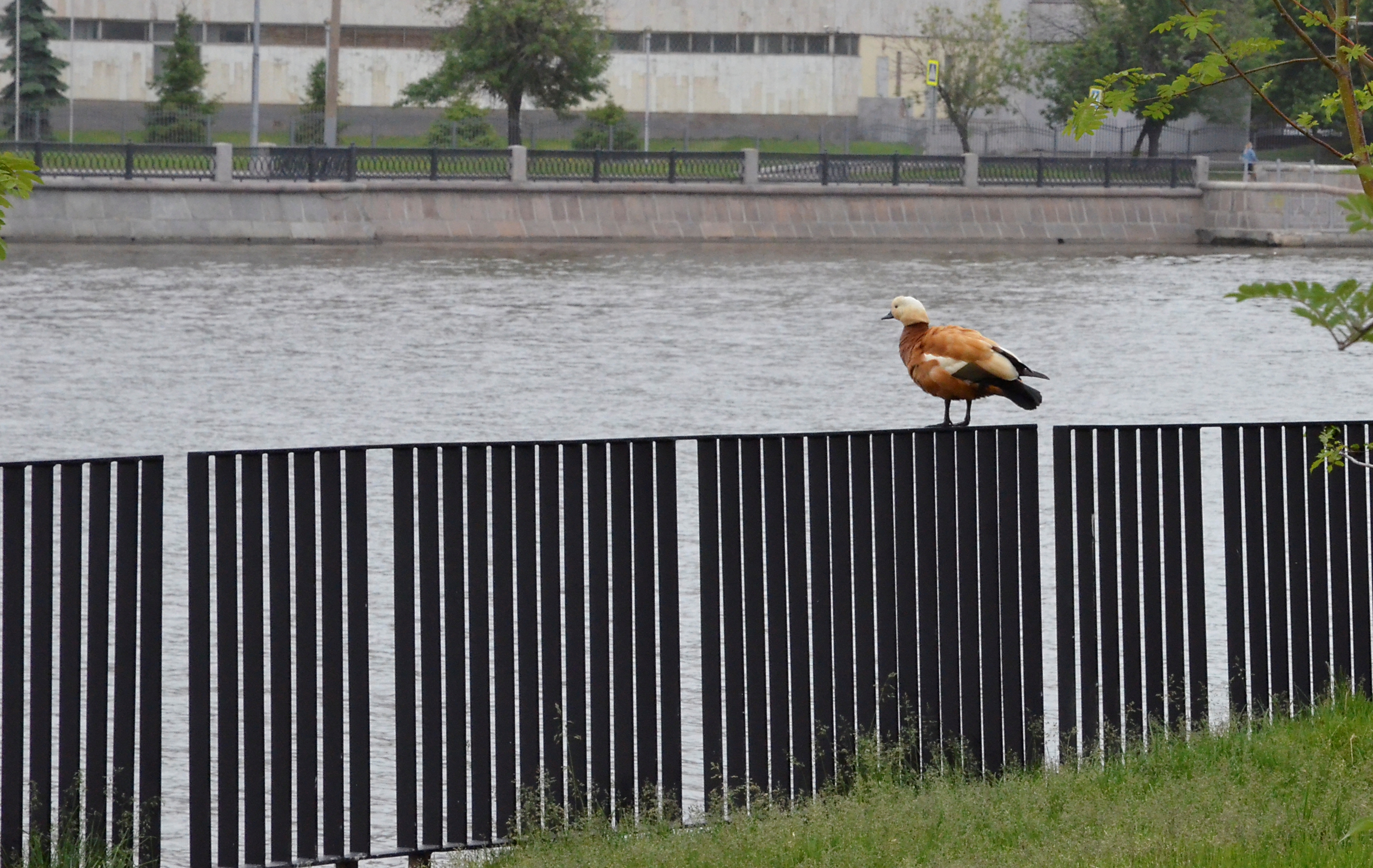 Более 800 птенцов водоплавающих родились в парках Москвы за год 
