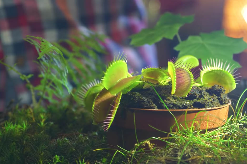 Видео с кормлением хищного растения колбасой и рыбой стало вирусным в Сети