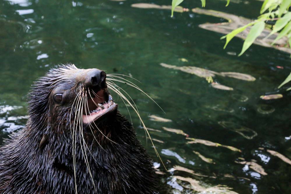 В Московском зоопарке сняли серию видео об уходе за его обитателями