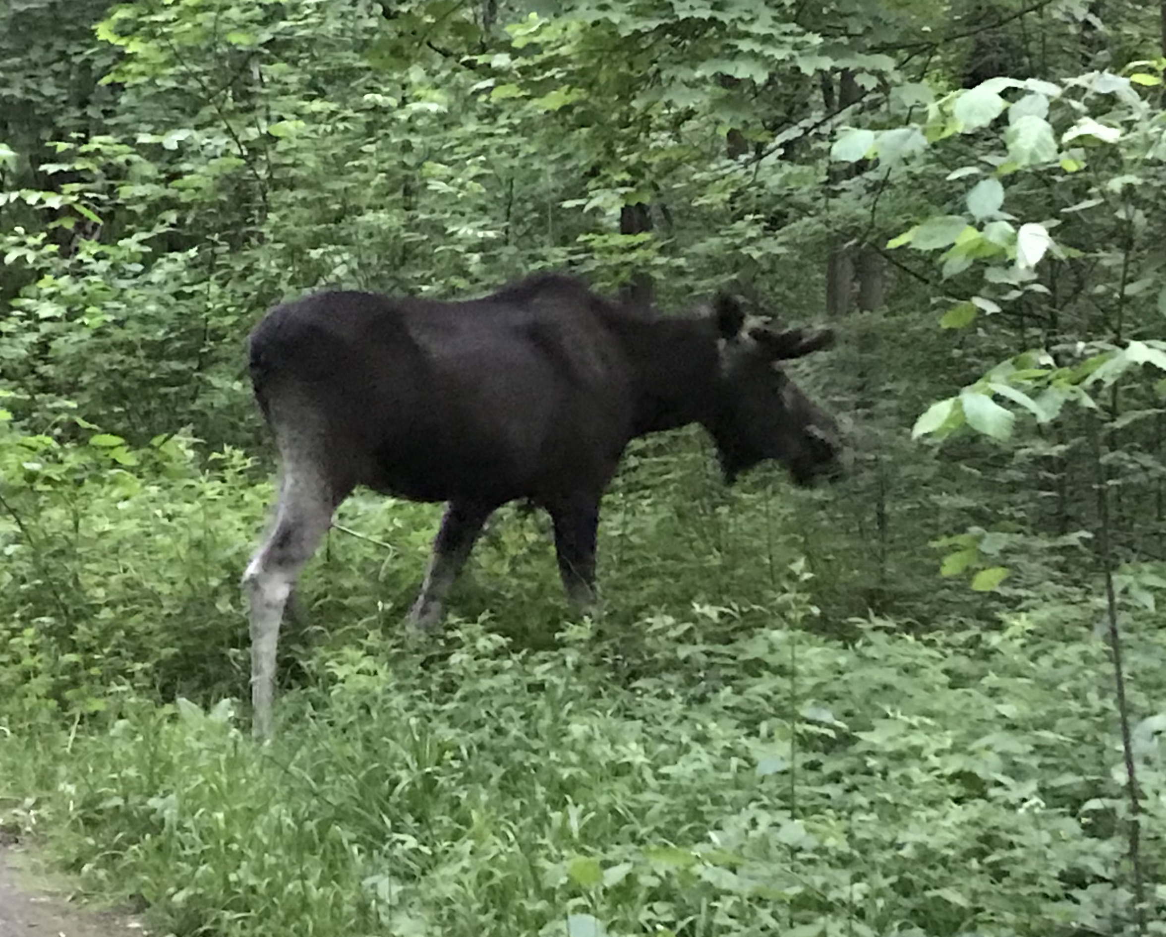 Летом лосей чаще всего можно встретить в вечернее время, когда спадает жара