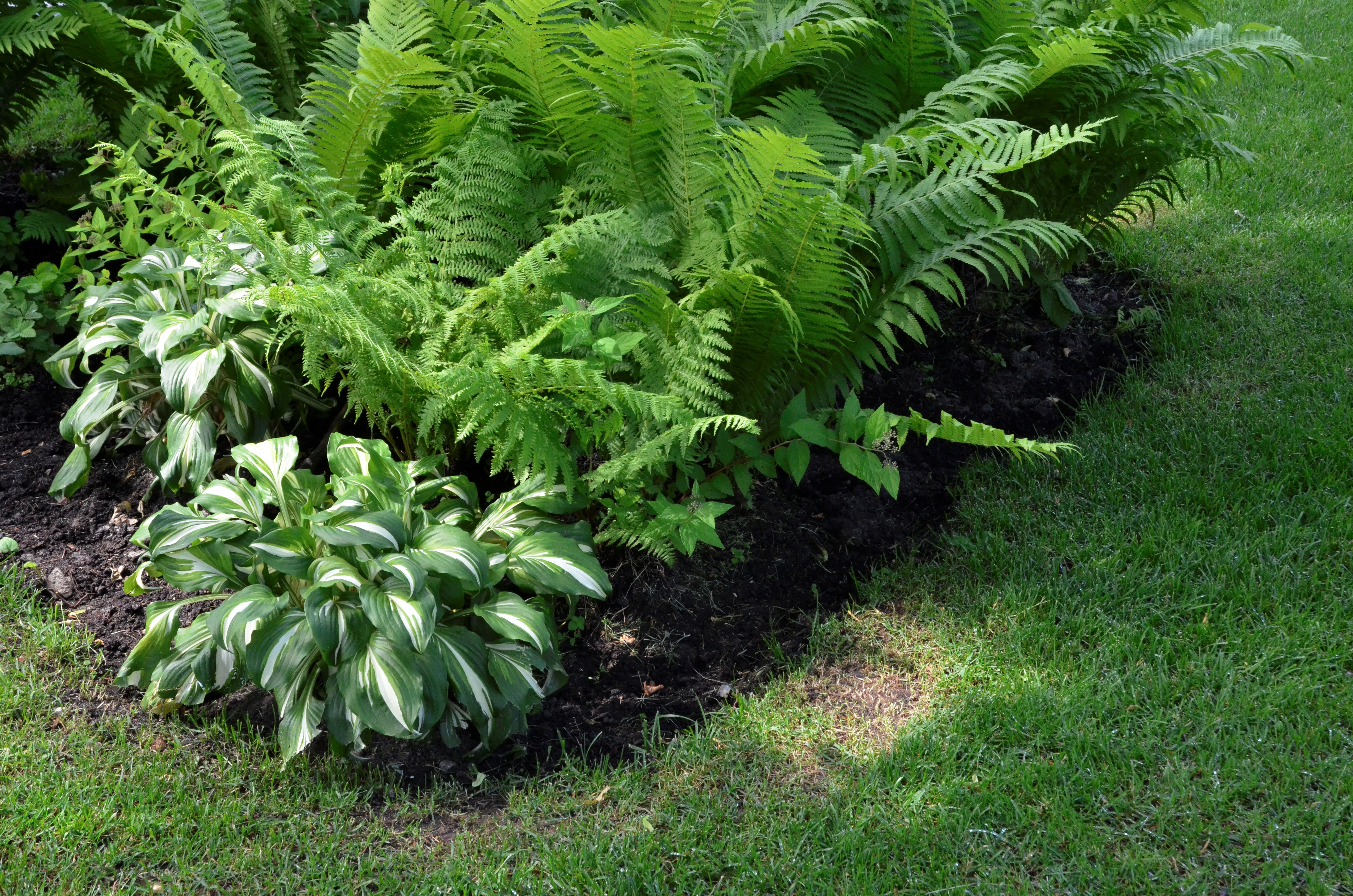 Мосприрода пригласила на поиски цветущего папоротника