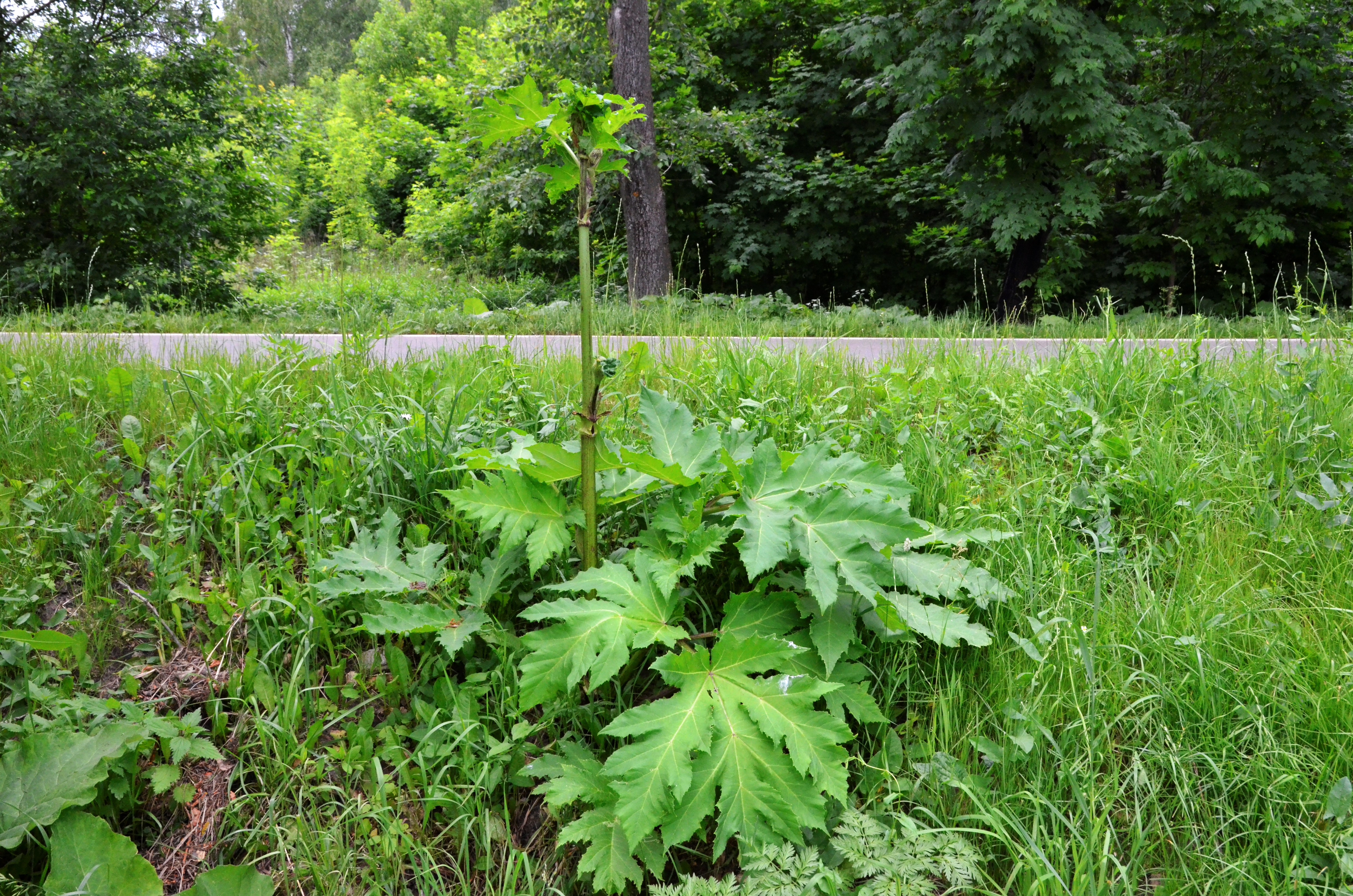 Агроном сообщила, в каких случаях борщевик может быть полезным