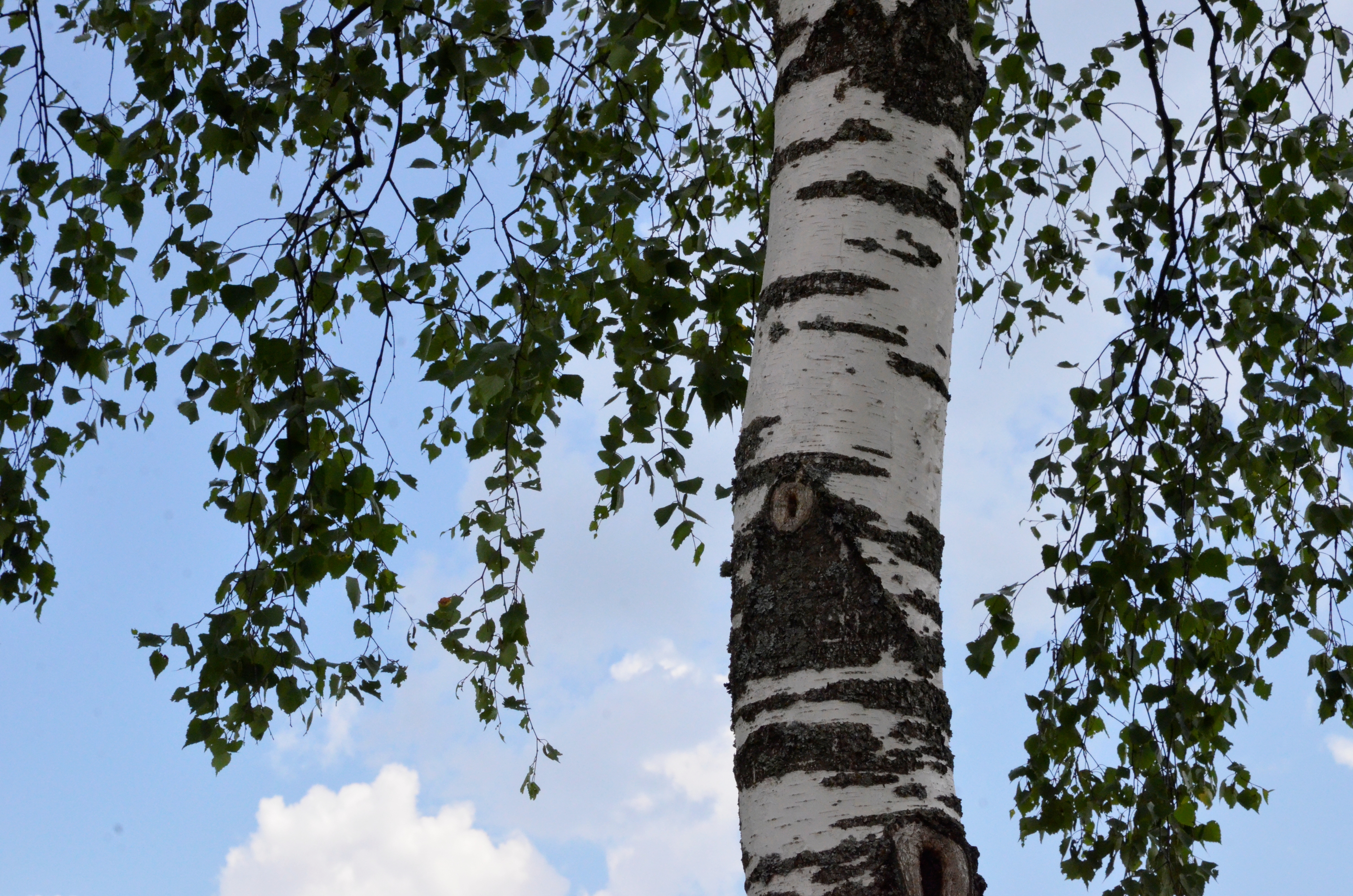 Диетолог рассказала об опасности березового сока