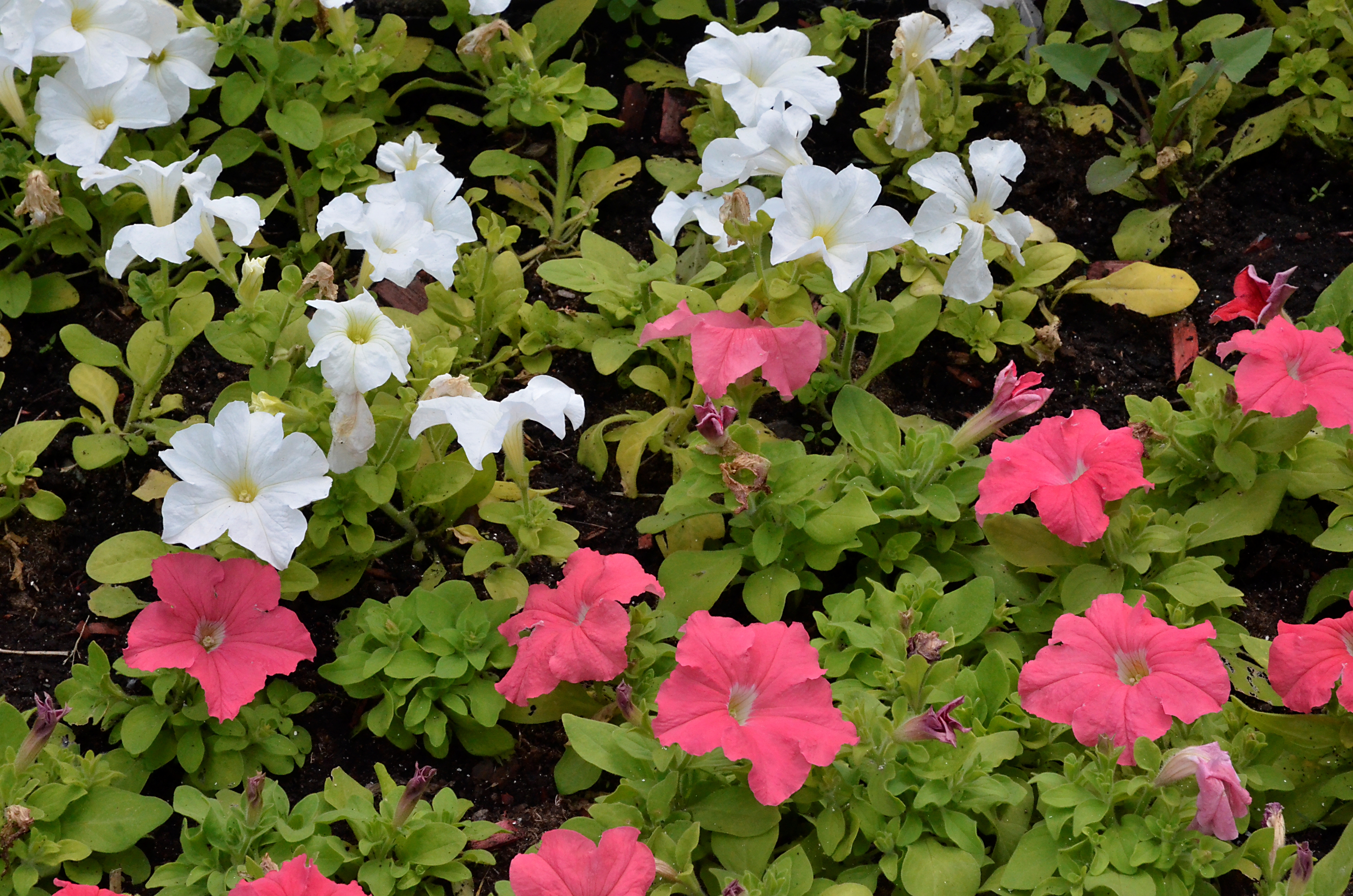 Эксперты рассказали, как сохранить урожай при перепадах температур