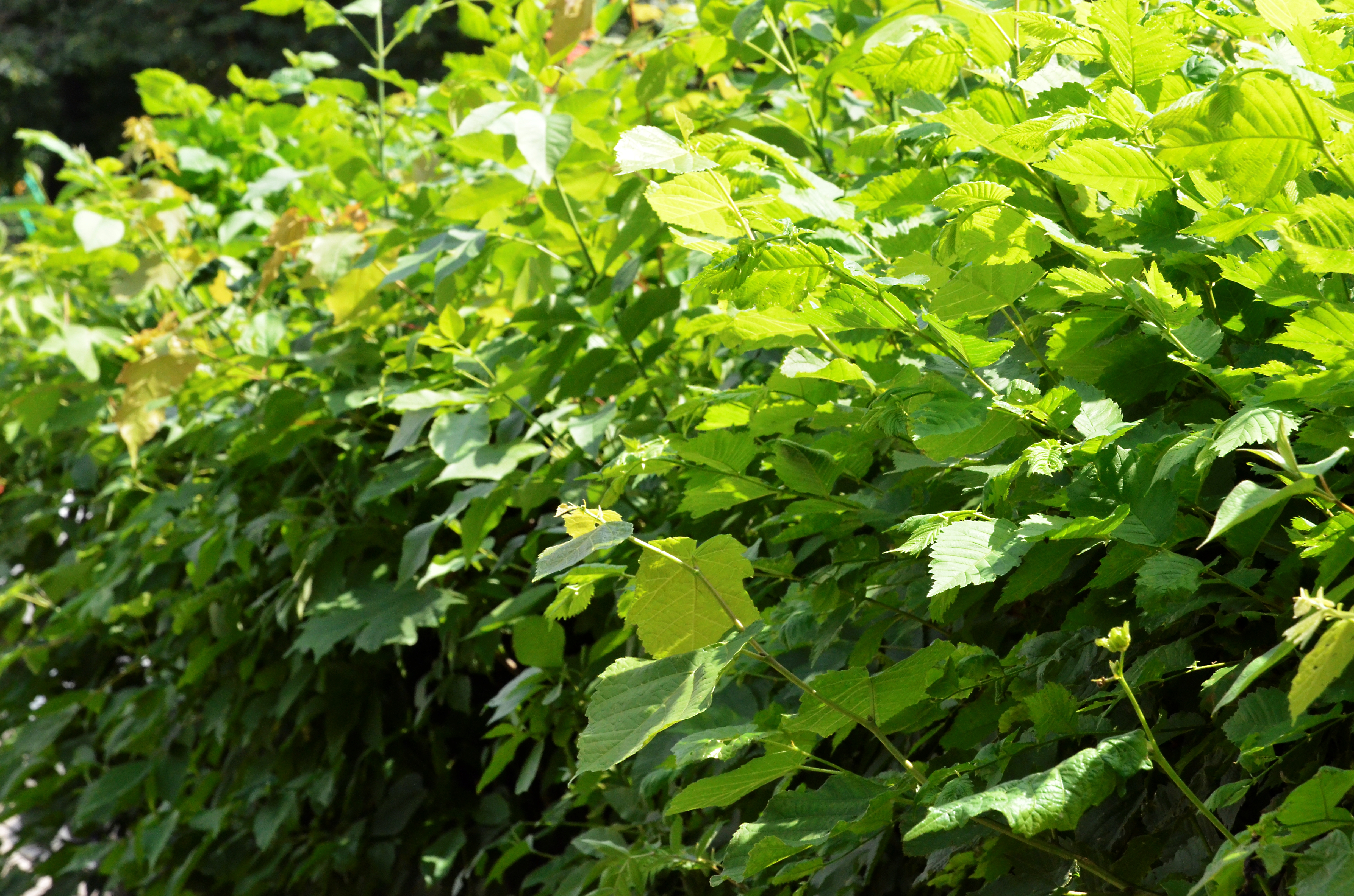 Ученые выяснили, что растения способны «предупреждать» о потенциальной опасности