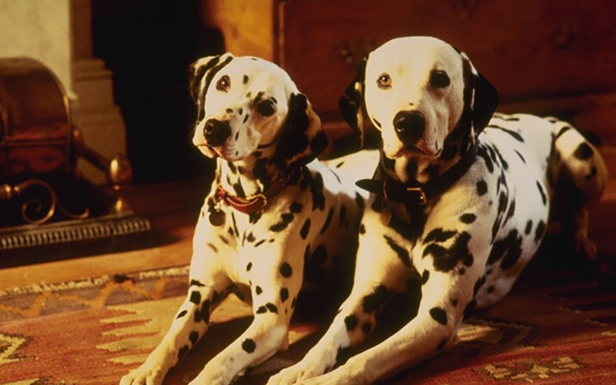 Кинологи дали рекомендации по перевозке собак в машине в жару