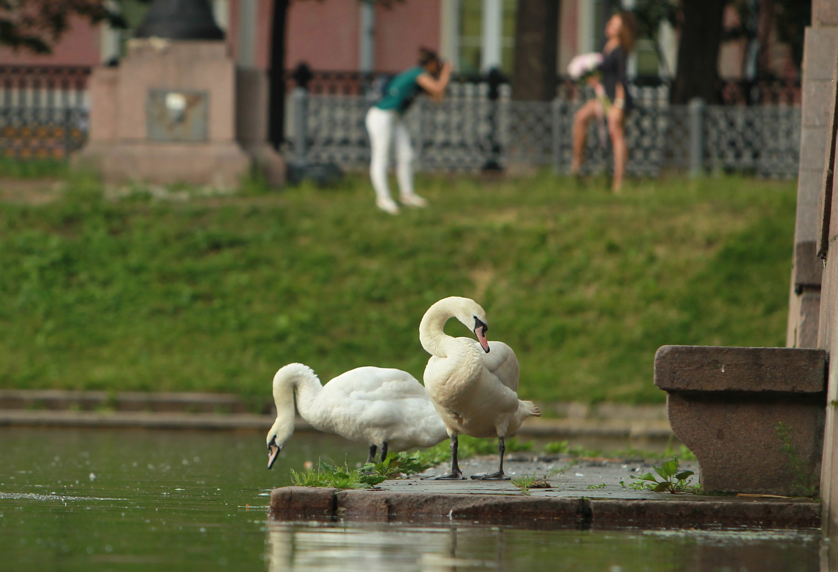 Москвичам посоветовали не тревожить диких животных в жару