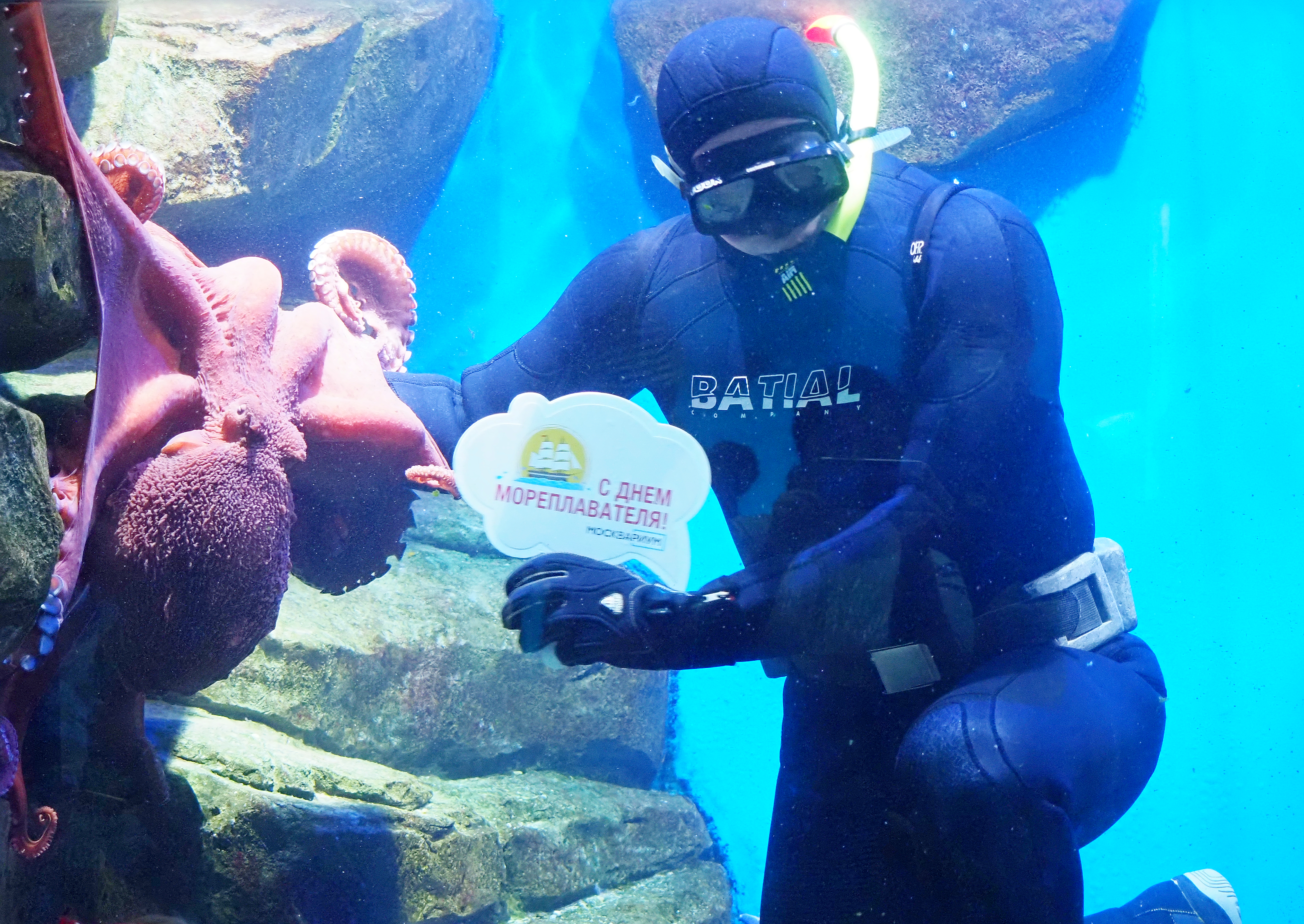 Водолаз Центра океанографии и морской биологии «Москвариум» на ВДНХ Андрей Ломов погрузился в воду, чтобы угостить осьминога по имени Оська морскими деликатесами. В его рацион входят раки и рыба, но больше всего Оська любит креветки и лангустины