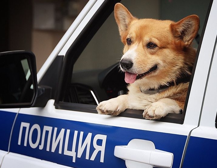 Единственный в России корги-полицейский ушел на пенсию