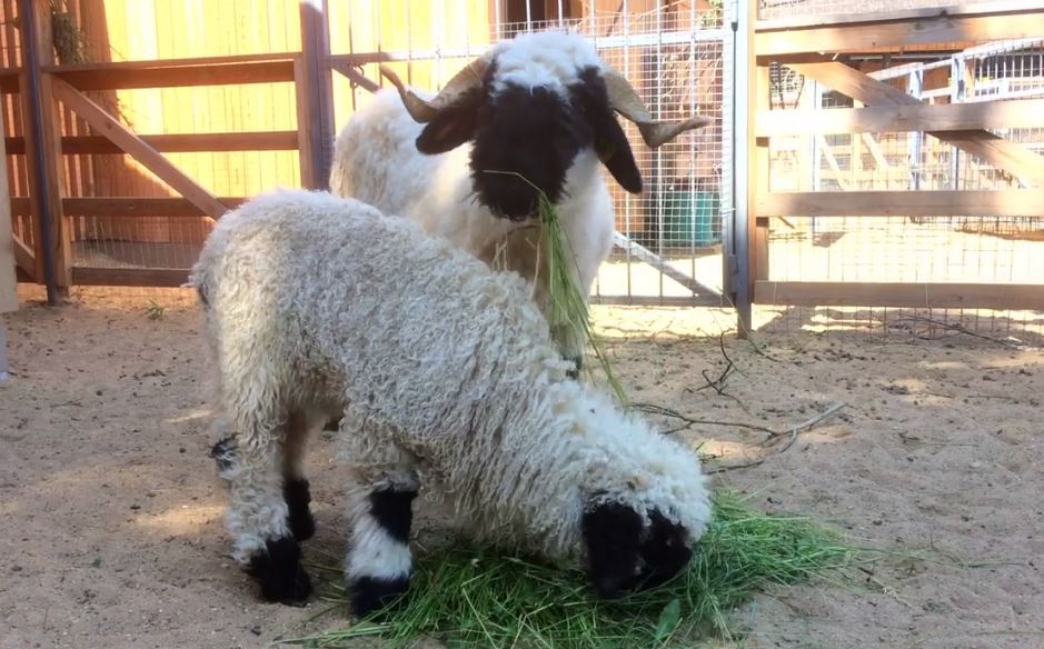 Валлийская овечка появилась на свет в Московском зоопарке