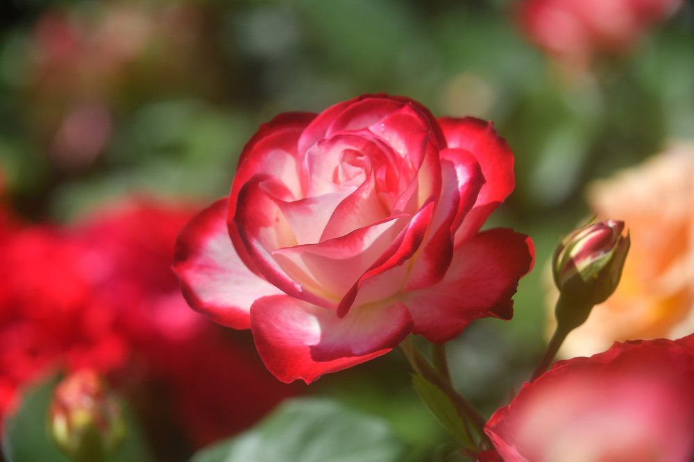 Садовод назвала действенное средство для защиты роз от вредителей 