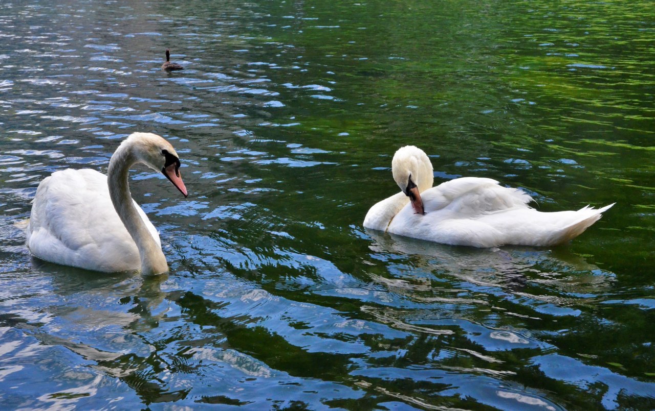 По красивой традиции: Московский НПЗ подарил лебедей столичным прудам