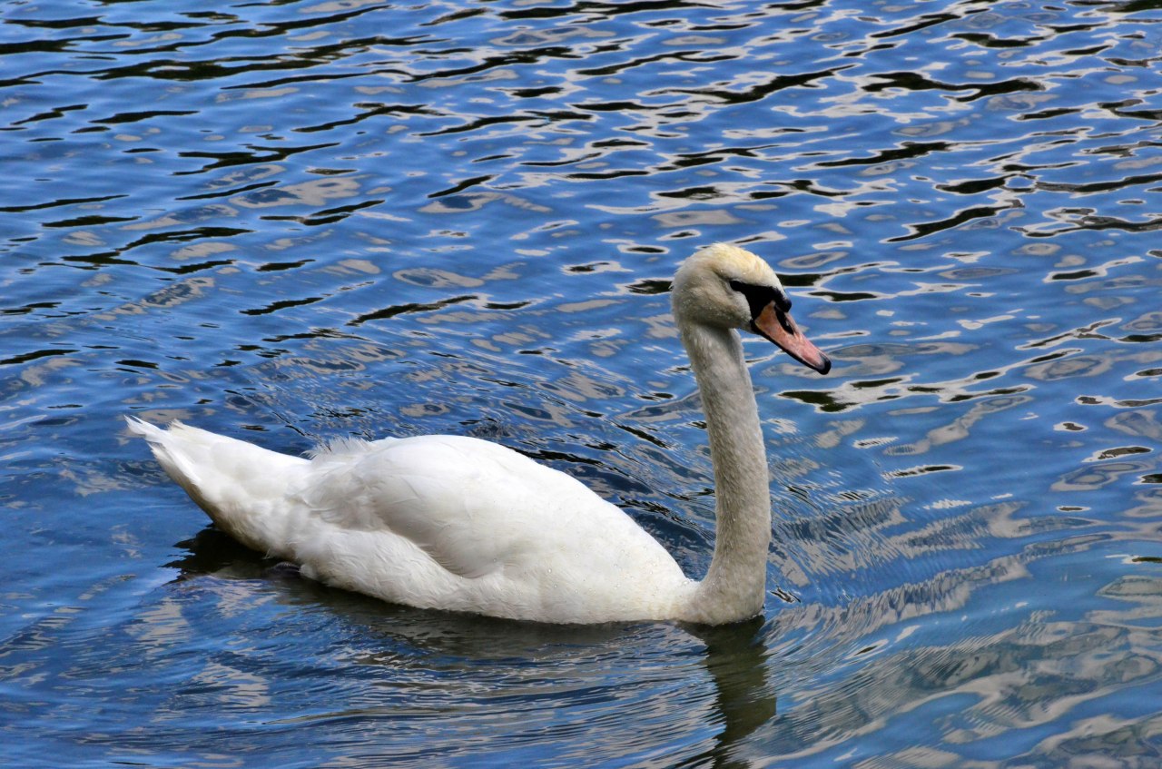 Лебедей начали возвращать в водоемы Москвы после зимы