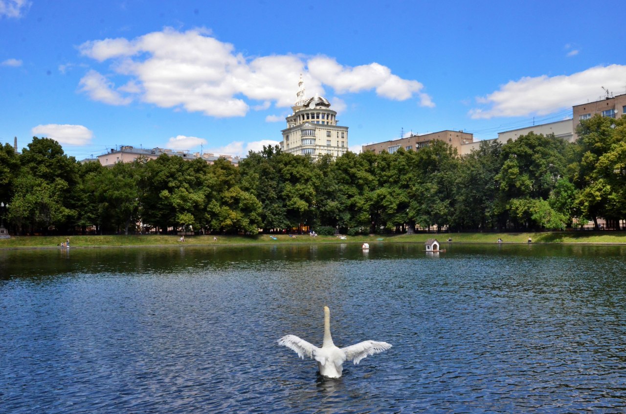 Лебеди в москве