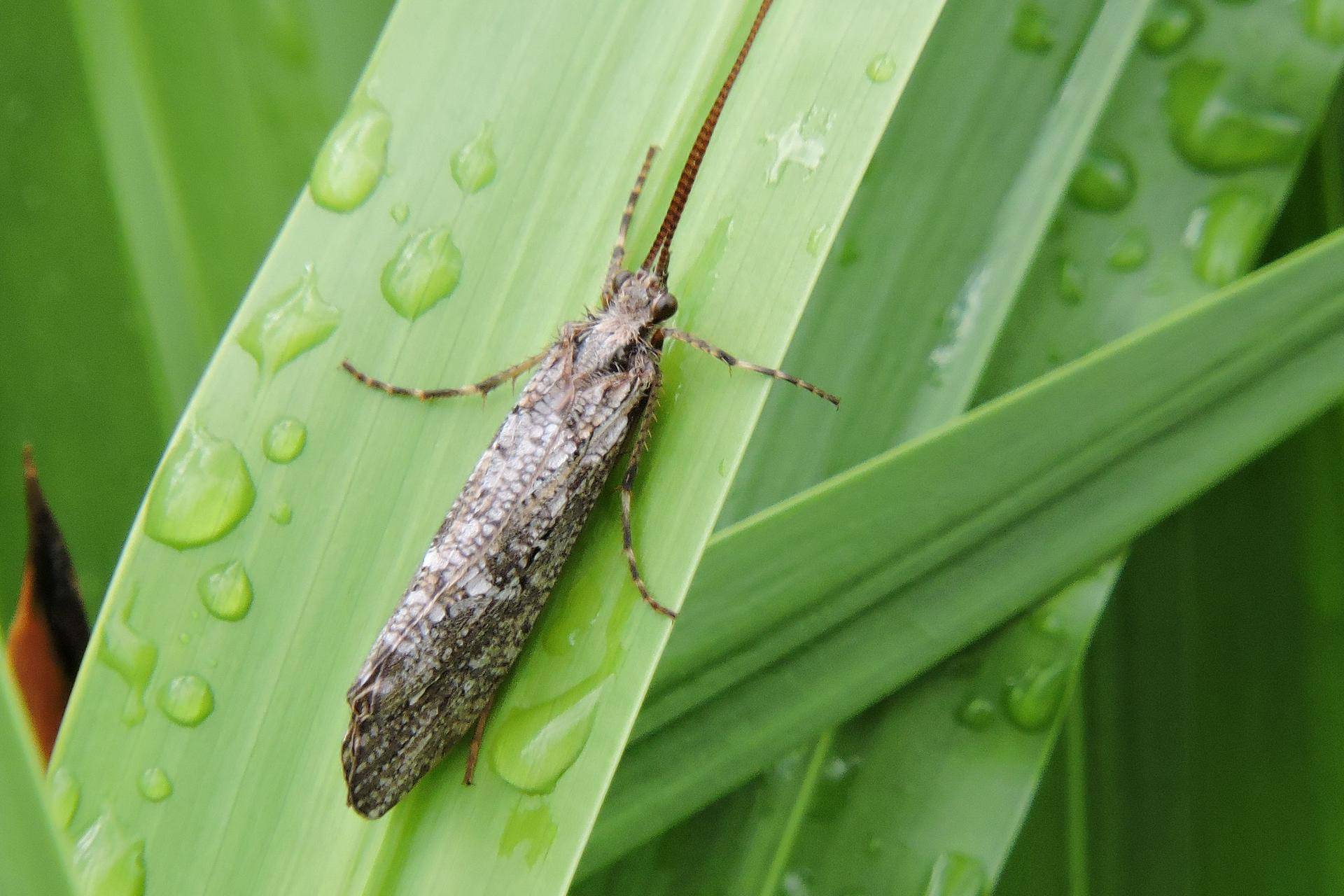 Древнейшее насекомое обнаружили на природных территориях Москвы