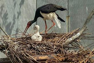 Птенец черного аиста появился на свет в Московском зоопарке
