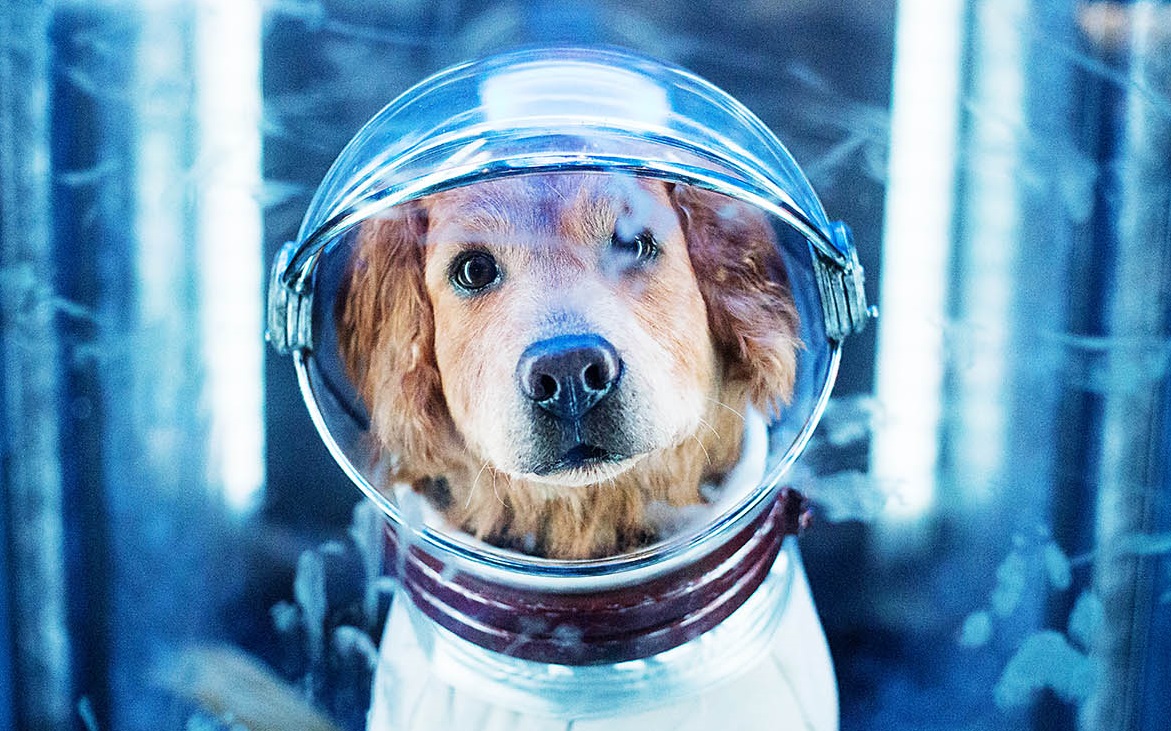 Ученые создадут устройство для общения с животными через передачу мыслей