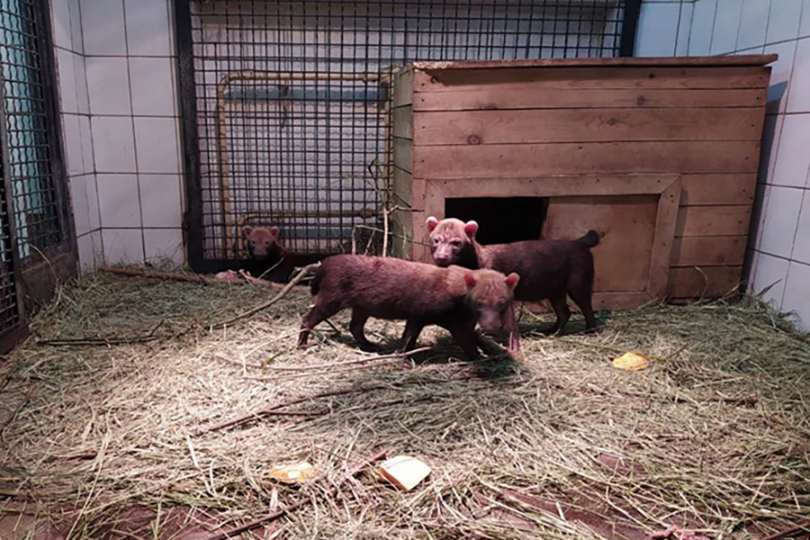 Щенки кустарниковых собак появились на свет в Московском зоопарке