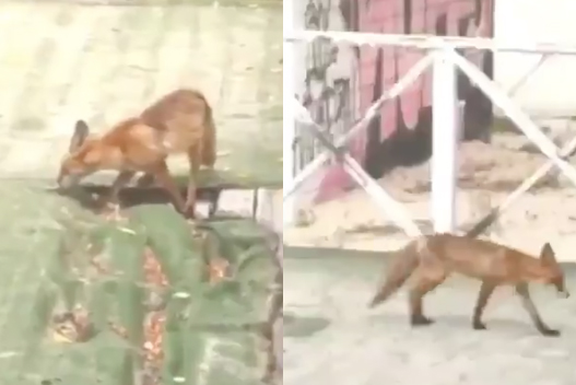 Лиса украла вещи у отдыхающего на московском пляже и попала на видео