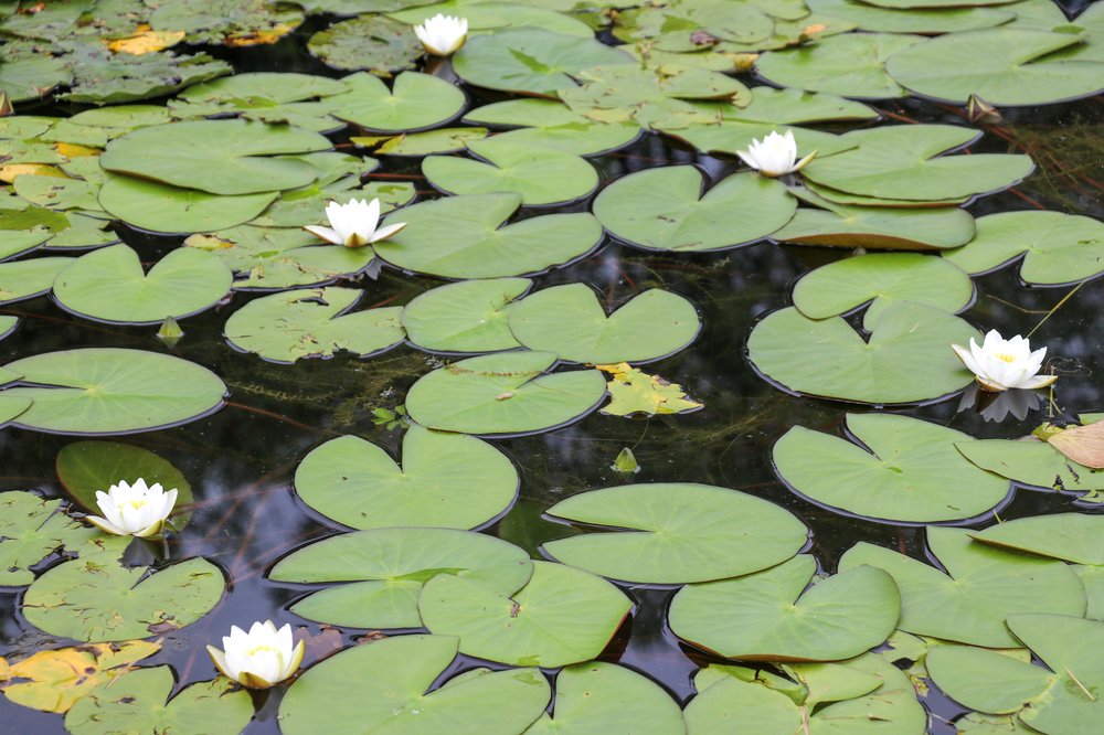 Работы по очистке и благоустройству прудов возобновились в Москве