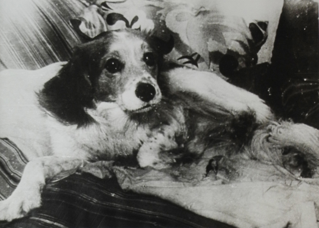 Метис сеттера Михаила Булгакова Бутон